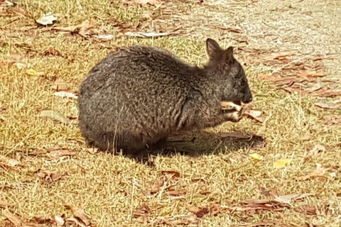 Shore Excursion: Coast, Caves And Wildlife Park - 8 Hour Tour - Broome Tourism 3