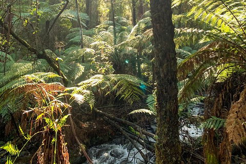Hiking Tour To Aqueduct And Warburton Valley Lookout - Broome Tourism 3