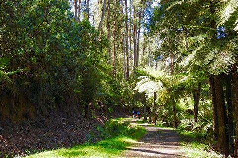Half-Day Biking Activity From Aqueduct To California Redwoods - Broome Tourism 2