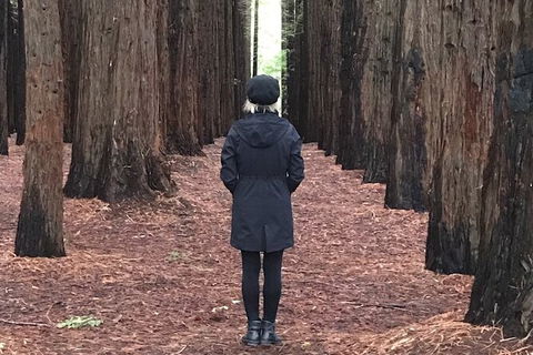 Half-Day Biking Activity From Aqueduct To California Redwoods - Broome Tourism 0