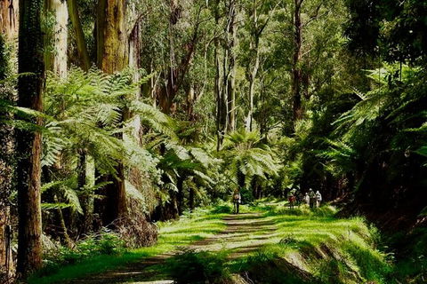 Private Aqueduct To California Redwoods Hiking Tour - Broome Tourism 2