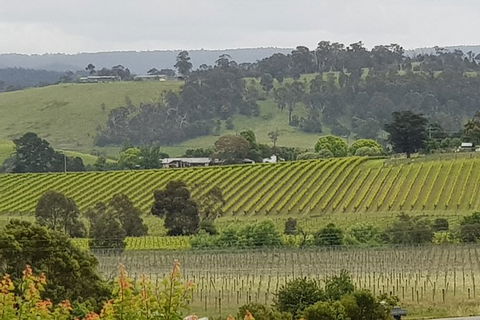 Yarra Valley Wine Tasting Day Tour From Melbourne - Broome Tourism 0