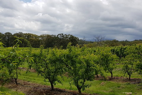 Day Tour Of Yarra Valley Puffing Billy And Rayners Orchard - Broome Tourism 42