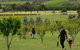 Day Tour Of Yarra Valley Puffing Billy And Rayners Orchard - thumb 36