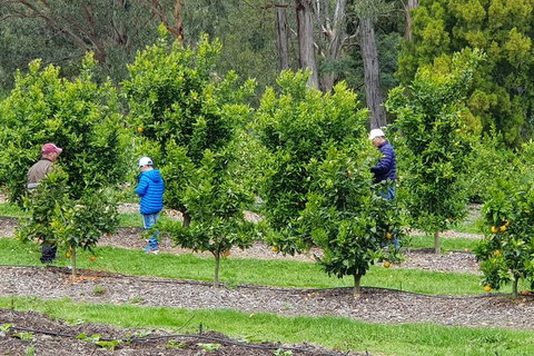 Day Tour Of Yarra Valley Puffing Billy And Rayners Orchard - Broome Tourism 1