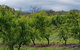 Day Tour Of Yarra Valley Puffing Billy And Rayners Orchard - thumb 41