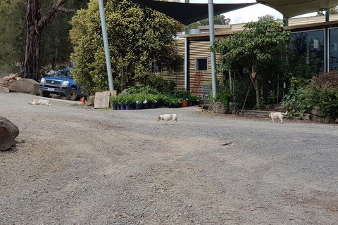 Day Tour Of Yarra Valley Puffing Billy And Rayners Orchard - Broome Tourism 26