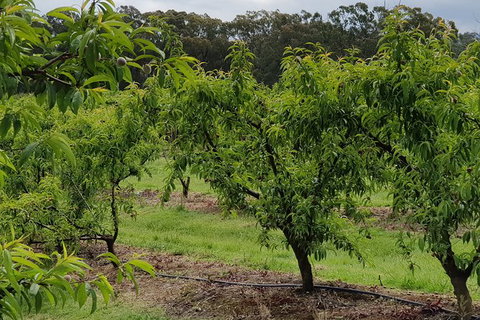 Day Tour Of Yarra Valley Puffing Billy And Rayners Orchard - Broome Tourism 49