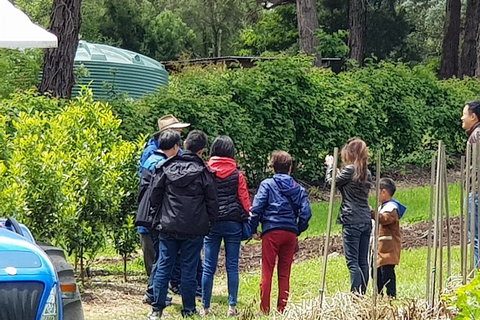 Day Tour Of Yarra Valley Puffing Billy And Rayners Orchard - Broome Tourism 16