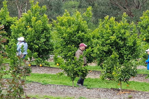 Day Tour Of Yarra Valley Puffing Billy And Rayners Orchard - Broome Tourism 34
