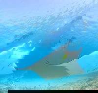 Marine Eco Safari - Swim with Manta Rays - Broome Tourism