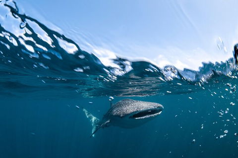 Whale Shark Safari - Broome Tourism 6