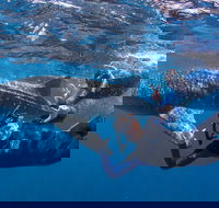 Whale Shark Safari - Broome Tourism