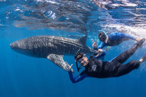 Whale Shark Safari - Broome Tourism 0