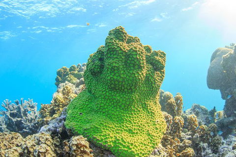 Coral Bay 2-Hour Coral Viewing And Snorkeling - Broome Tourism 5