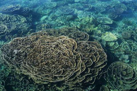 Coral Bay 2-Hour Coral Viewing And Snorkeling - Broome Tourism 1