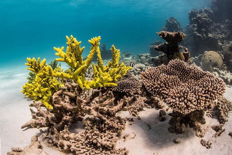 Coral Bay 2-Hour Coral Viewing And Snorkeling - Broome Tourism 2