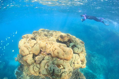 Coral Bay 2-Hour Coral Viewing And Snorkeling - Broome Tourism 4