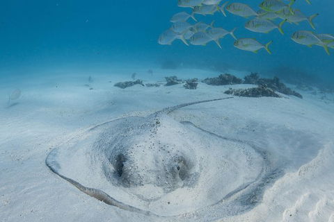 Coral Bay 3-Hour Turtle Ecotour - Broome Tourism 2