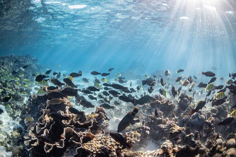 Coral Bay 3-Hour Turtle Ecotour - Broome Tourism 5