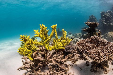 Coral Bay 1-Hour Coral Viewing - Broome Tourism 4