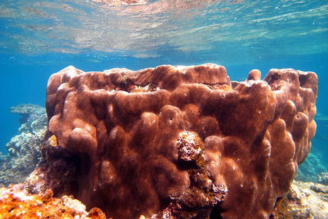 Coral Bay 1-Hour Coral Viewing - Broome Tourism 5