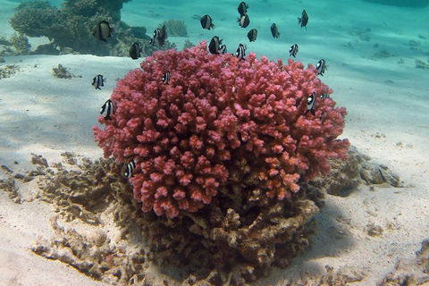 Coral Bay 1-Hour Coral Viewing - Broome Tourism 2