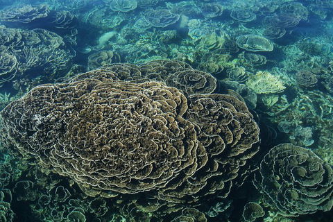 Coral Bay 1-Hour Coral Viewing - Broome Tourism 6