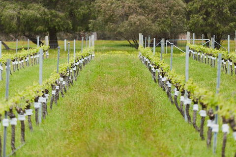 Organic Vineyard/Farm Tour - Broome Tourism 4