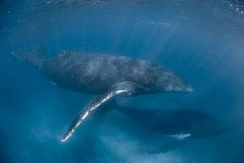 Full-Day Whale Watching Snorkeling And Swimming At Coral Bay - Broome Tourism 6