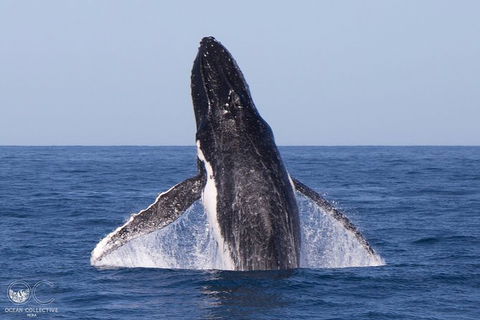 Full-Day Whale Watching Snorkeling And Swimming At Coral Bay - Broome Tourism 0