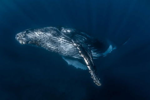 Full-Day Whale Watching Snorkeling And Swimming At Coral Bay - Broome Tourism 7