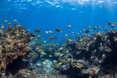 Full-Day Whale Watching Snorkeling And Swimming At Coral Bay - Broome Tourism 1