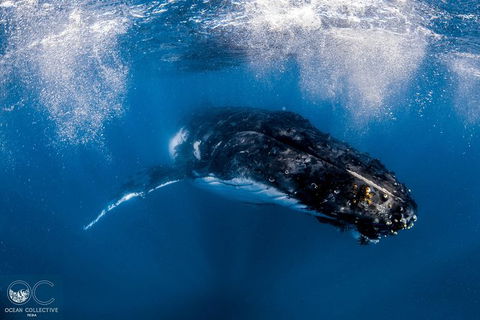 Full-Day Whale Watching Snorkeling And Swimming At Coral Bay - Broome Tourism 4