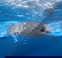 Whale Shark Adventure Tour - Broome Tourism
