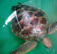 Australian Seabird Rescue - Broome Tourism