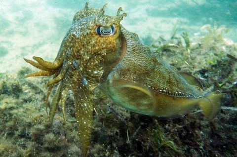 Busselton Jetty & Underwater Observatory Tour - Broome Tourism 4