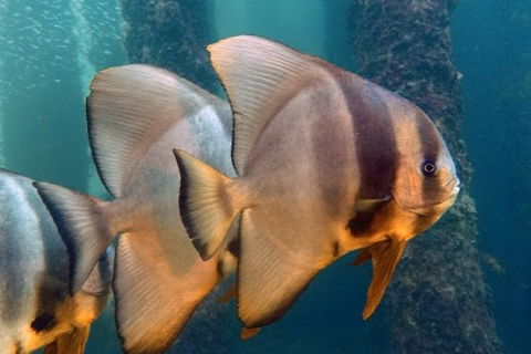 Busselton Jetty & Underwater Observatory Tour - Broome Tourism 5