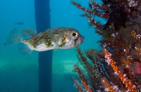 Busselton Jetty & Underwater Observatory Tour - Broome Tourism 6