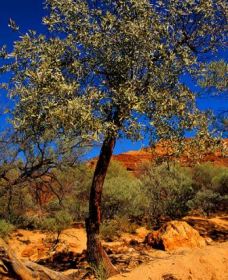 Mt Romance Australia Pty Ltd - Broome Tourism 0