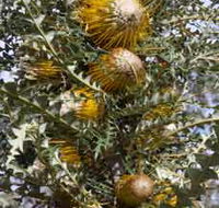 Woylie Walk Dryandra Woodland - Broome Tourism