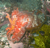 Jervis Bay Dive Charters - Broome Tourism