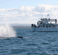 Dolphin Watch Cruises - Broome Tourism