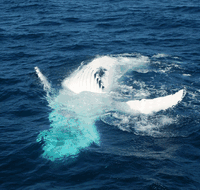 Dolphin Wild Cruises - Broome Tourism