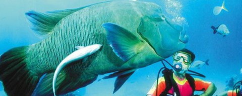 Aristocat Snorkel And Scuba Port Douglas - Broome Tourism 0