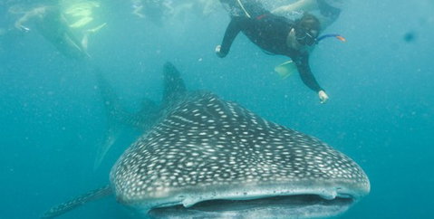 Aristocat Snorkel And Scuba Port Douglas - Broome Tourism 1