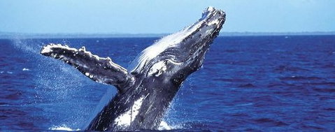 Aristocat Snorkel And Scuba Port Douglas - Broome Tourism 2