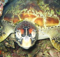 Adrenalin Snorkel and Dive - Broome Tourism