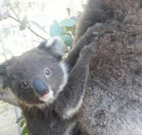 West Oz Wildlife Petting Zoos - Broome Tourism