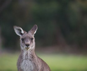 Anglesea Golf Club - Broome Tourism 6
